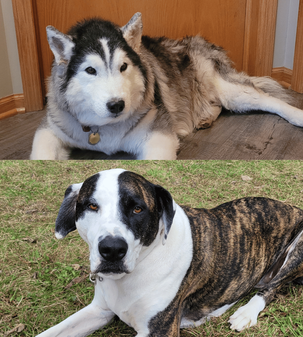 Bandit & Angel